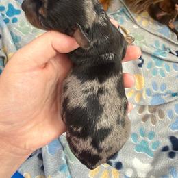 Timber - Dapple male Dachshund puppy in Live Oak, Florida from Johnson’s Weiner Farm