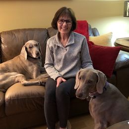 Weimaraner Puppies from Sterling Hill Weimaraners