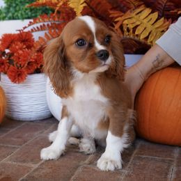 Ludo - Blenheim male Cavalier King Charles Spaniel puppy in Lula, Georgia from Cavaliers by Crumley