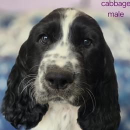 English Springer Spaniel Puppies from Pinwheel Acres