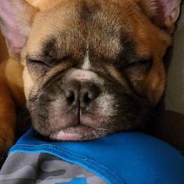 French Bulldogs and Pugs from Circus Pugs & Frenchies