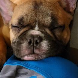 French Bulldogs and Pugs from Circus Pugs & Frenchies