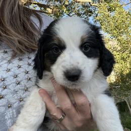 Golden Aussiedoodle and Goldendoodle Puppies from Wild Rose Tiny Poodles & Doodles