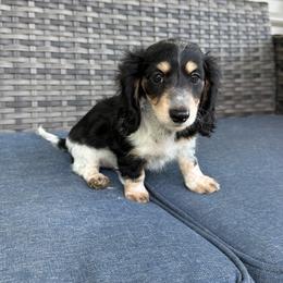 Star - Piebald female Dachshund puppy in Troup, Texas from Darling Doxies
