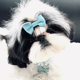 Confetti - Shih Tzu