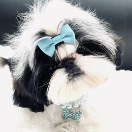 Confetti - Shih Tzu