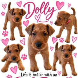Girl 5 - Red female Irish Terrier puppy in Austin, Texas from ATX Irish Terriers