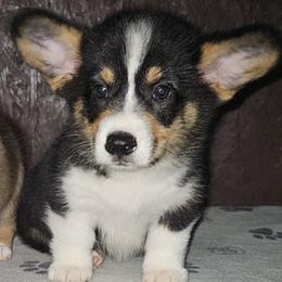 Labrador Retriever and Pembroke Welsh Corgi Puppies from Moonlight Kennels