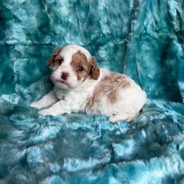Corinna - Blenheim female Cavapoo puppy in Knoxville, Tennessee from Rocky Top Cavapoos