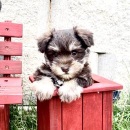 Miniature Schnauzer Puppies from Schnauzers on Robinson Lane