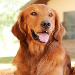 Golden Retrievers from Summit Canine Breeding