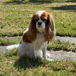 Zsa - Zsa - Cavalier King Charles Spaniel