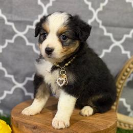 Pearl - Black tri female Miniature American Shepherd puppy in Clinton, Missouri from Mockingbirds American Minis
