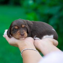 Rocky - Piebald male Dachshund puppy in Fort Myers, Florida from Blossom Paws