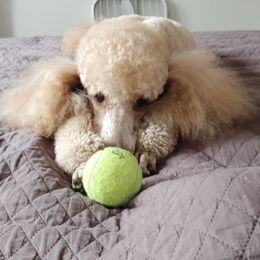 Poodles from Big Stretch