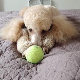 Poodles from Big Stretch