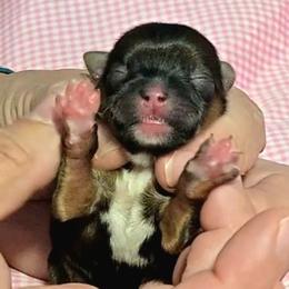 Glory - Black gold and white female Shorkie puppy in Aurora, Missouri from KnJ Precious Paws LLC