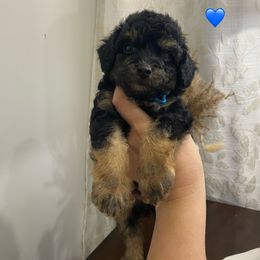 Onyx - Black and tan male Havapoo puppy in Dothan, Alabama from Leo’s Teddy Bear doodles