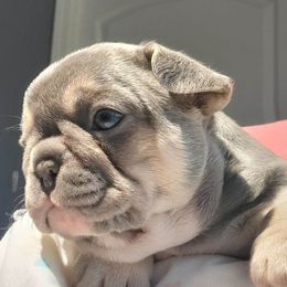 French Bulldogs and Pomeranians from Poms Of Kolour
