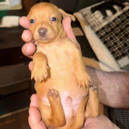 Drake - Red male Dachshund puppy in Edinburg, Virginia from Hunter Lane Dachshunds