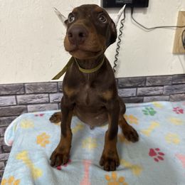 Boy 7 (yellow collar) - Red and rust male Doberman Pinscher puppy in Elgin, Texas from New Horizons Kennels