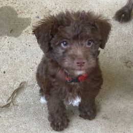 Ginger (Gray) - Chocolate female Yorkipoo puppy in Martin, Tennessee from Danza Bolo