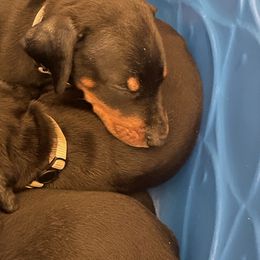 Dachshund and Doberman Pinscher Puppies from Cornerstone Dobermans and Dachshunds