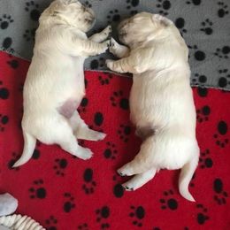 Golden Retriever Puppies from Norterra Goldens