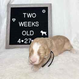 Gill - Yellow and white male Bernedoodle puppy in Sparrows Point, Maryland from Rosie’s Puppies