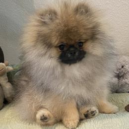 Pomeranian Puppies from Angelina Shishko