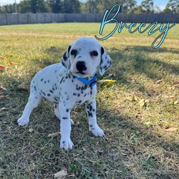 Breezy - White and black female Dalmatian puppy in Joplin, Missouri from Ruffles, Ridges, & Spots!