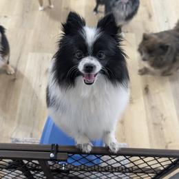 Cupcake - Pomeranian