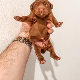 Thelma - Red  female Goldendoodle puppy in Iola, Texas from Supreme Doodles of Texas