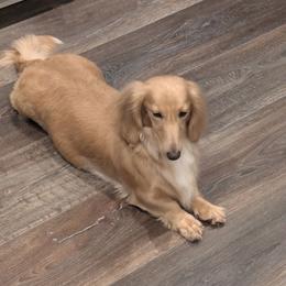 Emmy - Dachshund
