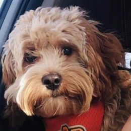 Cockapoo All Grown Up from Double J Cockapoos