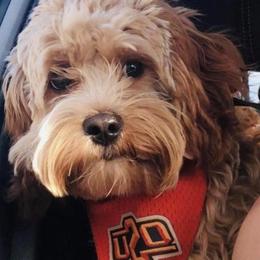 Cockapoo All Grown Up from Double J Cockapoos