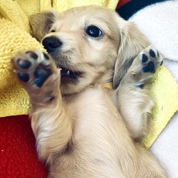 Dachshund Puppies from Northwest Dachshunds