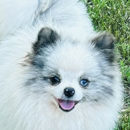 Dutch - Pomeranian