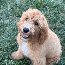 Pink Collar - Red  female Goldendoodle puppy in West Sacramento, California from Pomegranate Doodles