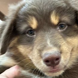Lane - Australian Shepherd puppy from Honey and Fig Farm