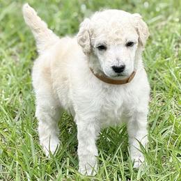 Mr Brown Collar (video) - Cream male Poodle puppy in Screven, Georgia from Dreamland Standard Poodles