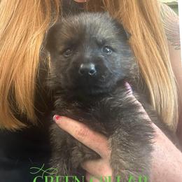 Green collar - Sable female German Shepherd puppy in Canterbury, Connecticut from Nachtwaechter German Shepherds, LLC