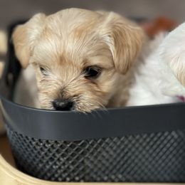 Morkies from Pawsitive Paws🐾