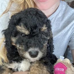 Bernedoodle Puppies from Dilly Dally Doodles
