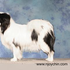 Meso - Japanese Chin