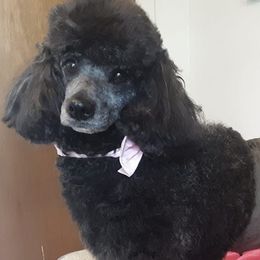 Poodles from Sosebees Mini and Moyen Poodles