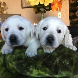 Golden Retriever and Labrador Retriever Puppies from Golden Hills Retrievers