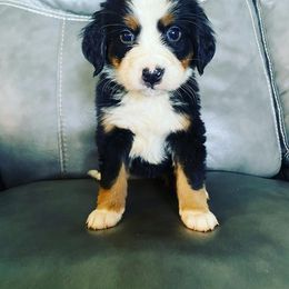 Bernese Mountain Dog Puppies from Blue Ridge Bernese