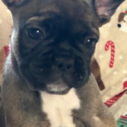 French Bulldog Puppies from Fishie's Frenchies