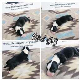 Girl 3 - Black and white female Cardigan Welsh Corgi puppy in Natchitoches. La, Louisiana from Bleu Bayou Corgis